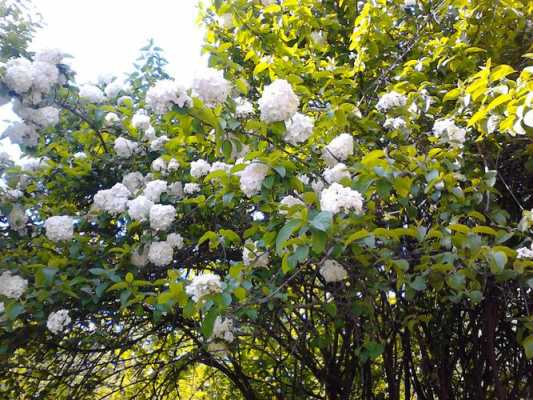 夏季开的白色花（夏季开白色花的树）-图3