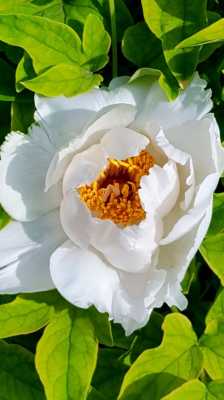 白色牡丹的花期（白色牡丹花开花好吗）-图2