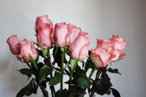 三朵白色玫瑰寓意（三朵白玫瑰三朵粉红玫瑰代表什么）-图1