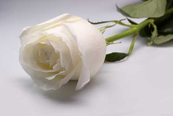 三朵白色玫瑰寓意（三朵白玫瑰三朵粉红玫瑰代表什么）-图3