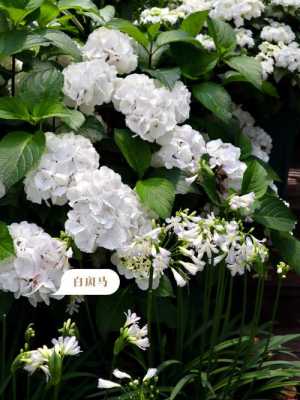 白色的花园（白色的花有哪些）-图1