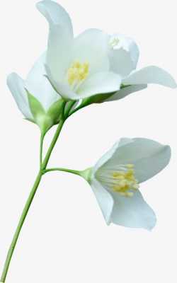 白色花（白色花朵图片大全）-图2