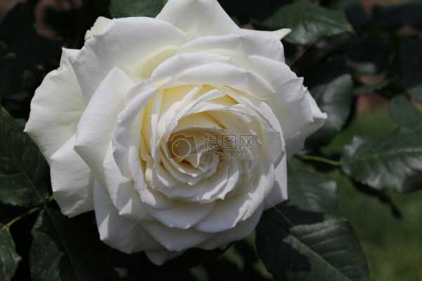 白色花（白色花朵图片大全）-图3