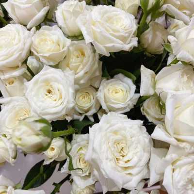 白色多头玫瑰名（白色玫瑰朵数）-图3