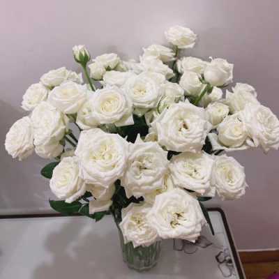 白色多头玫瑰名（白色玫瑰朵数）-图2