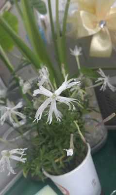 细长白色花植物（细小的白色的花）-图3