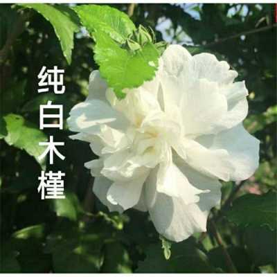 白色重瓣木槿花（白色重瓣木槿花可以吃吗）-图2