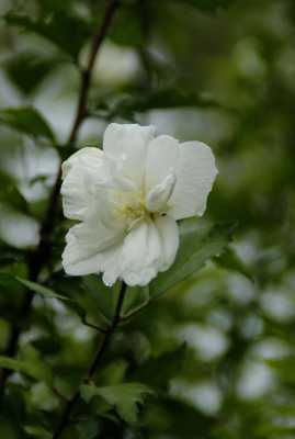 白色重瓣木槿花（白色重瓣木槿花可以吃吗）-图1