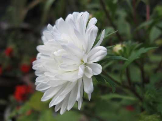 白色的菊花图片（白色的菊花是什么花）-图3