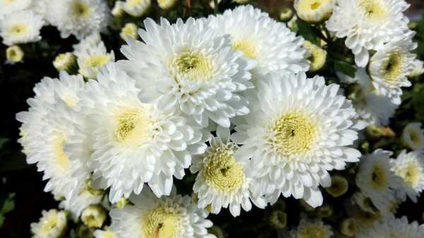 白色的菊花图片（白色的菊花是什么花）-图2