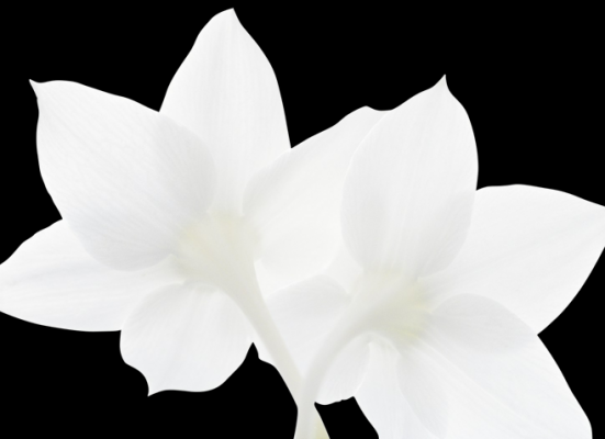 白色花朵图片及名称（白色花朵大全）-图1