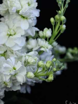 白色花朵的紫罗兰（白色紫罗兰叫什么）-图1