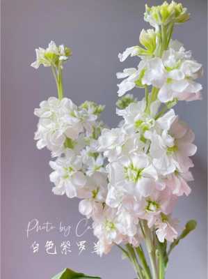 白色花朵的紫罗兰（白色紫罗兰叫什么）-图3