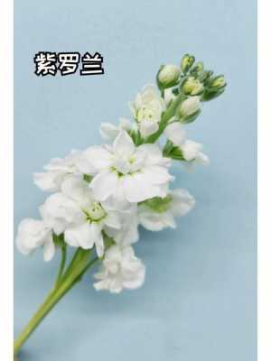 白色花朵的紫罗兰（白色紫罗兰叫什么）-图2