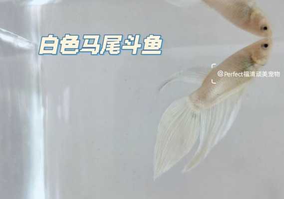 白色斗鱼很少见（白色斗鱼是什么品种）-图2
