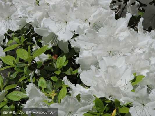 春天开的白色花（春天开的白色花是什么）-图3