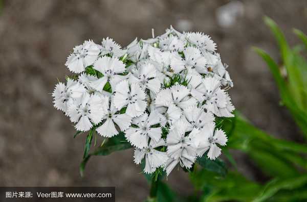 白色喜湿植物（白色花卉植物）-图1