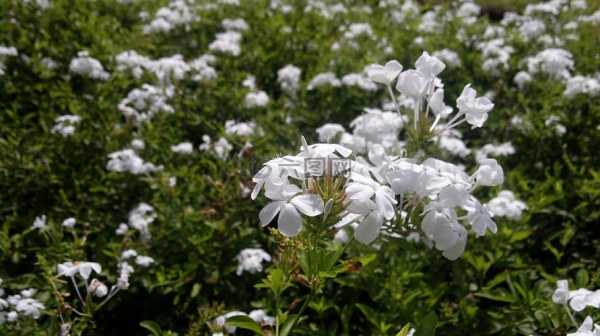 白色喜湿植物（白色花卉植物）-图2