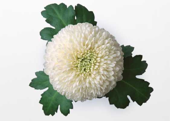 白色喜湿植物（白色花卉植物）-图3