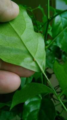 绿宝白色虫子（绿宝叶子上有白色的虫卵）-图1