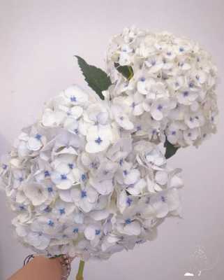 白色珍珠绣球（白色珍珠绣球图片）-图1