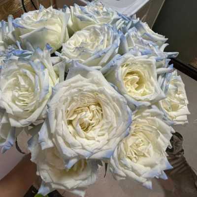 白色玫瑰品种（白色玫瑰品种及图片）-图1