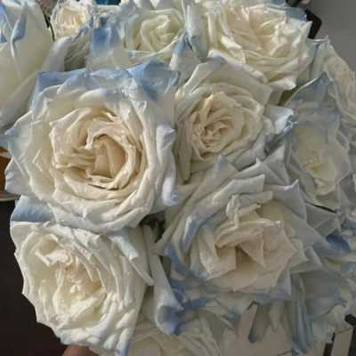 白色玫瑰品种（白色玫瑰品种及图片）-图3