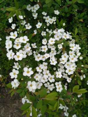 白色的小花好香（白色的小花是什么品种）-图3