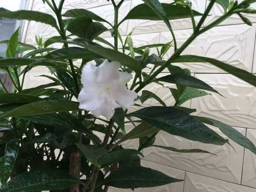 白色的小花好香（白色的小花是什么品种）-图1