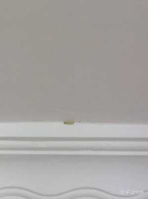 白色的墙吸引虫子（白色墙上的小虫子）-图1