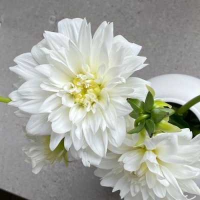 单片白色大丽花（白色大丽花的花语和象征）-图3
