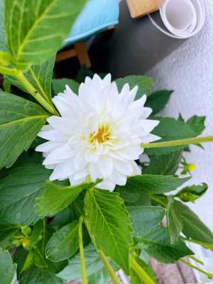 单片白色大丽花（白色大丽花的花语和象征）-图1