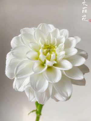 单片白色大丽花（白色大丽花的花语和象征）-图2
