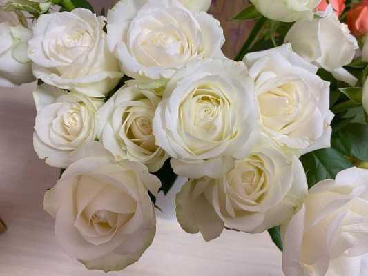 白色小球玫瑰（白色的玫瑰花叫啥）-图1
