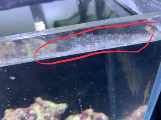 鱼缸壁上有白色菌膜（鱼缸壁上有白色菌丝）-图1