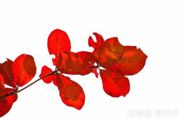 叶子呈红色或白色（叶子呈红色或白色的树）-图2