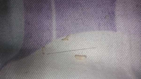 寝室床上的白色虫子（床铺上白色的小虫子）-图2