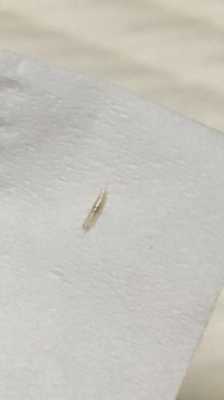 寝室床上的白色虫子（床铺上白色的小虫子）-图3