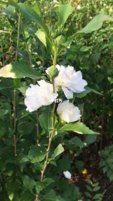 韩国白色木槿花图片（白色木槿花的图片）-图3
