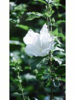 韩国白色木槿花图片（白色木槿花的图片）-图1