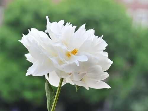 白色花朵清香图片（白色花卉图片）-图1