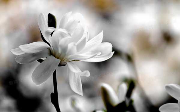 白色花朵清香图片（白色花卉图片）-图2