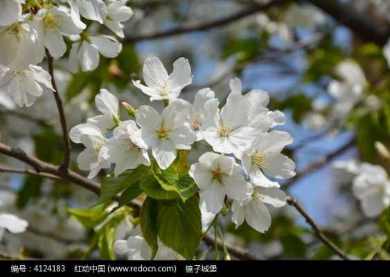 白色春花图片大全（春季白色的花有哪些）-图3