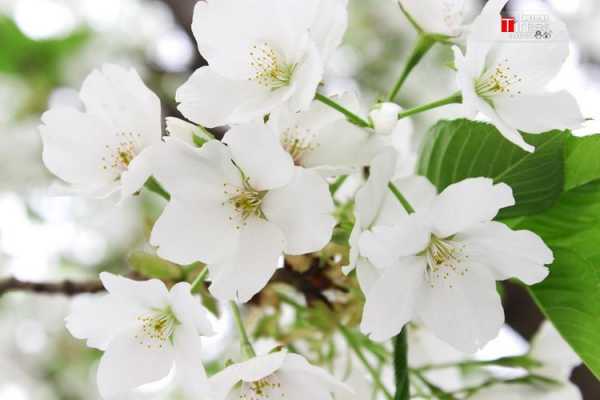 白色春花图片大全（春季白色的花有哪些）-图1