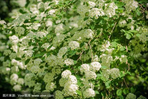 绿化花卉白色灌木（绿化树白色花）-图2