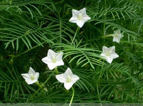 白色五角星花（白色五角星花灌木丛）-图2