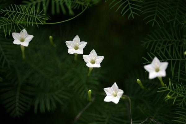 白色五角星花（白色五角星花灌木丛）-图3