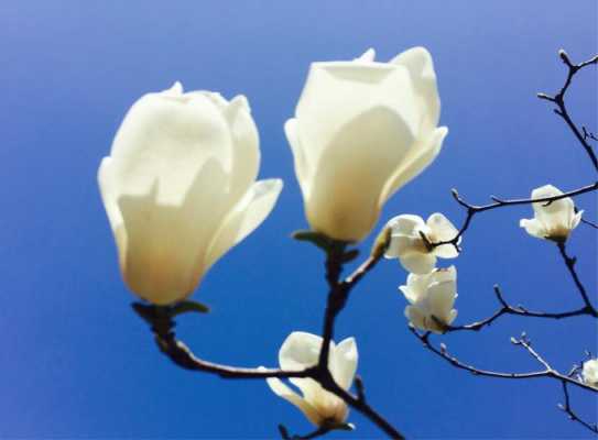 玉兰科白色花（白色的玉兰花花语）-图3