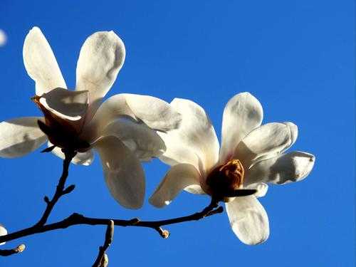 玉兰科白色花（白色的玉兰花花语）-图2