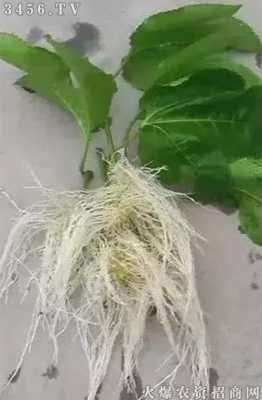 白色的根什么植物（白色的根什么植物最好）-图3